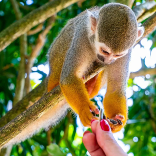 Monkeyland Tour in Punta Cana – Squirrel Monkeys & Plantation Experience