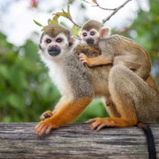 Monkeyland Tour in Punta Cana – Squirrel Monkeys & Plantation Experience