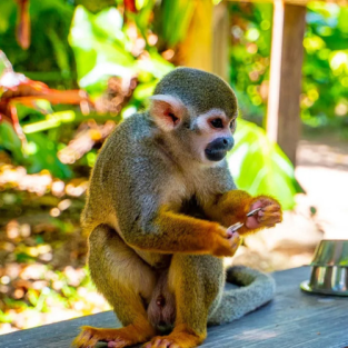 Monkeyland Tour in Punta Cana – Squirrel Monkeys & Plantation Experience