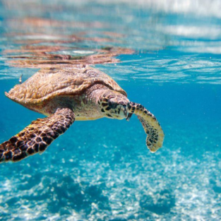 Turtle Sanctuary Tour & Island Hopping to Saona