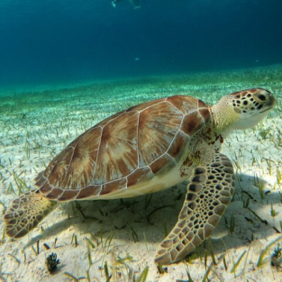 Turtle Sanctuary Tour & Island Hopping to Saona